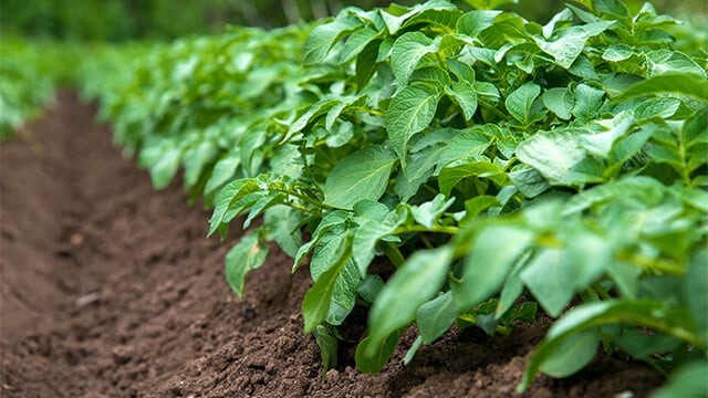 Rows of young potato plants