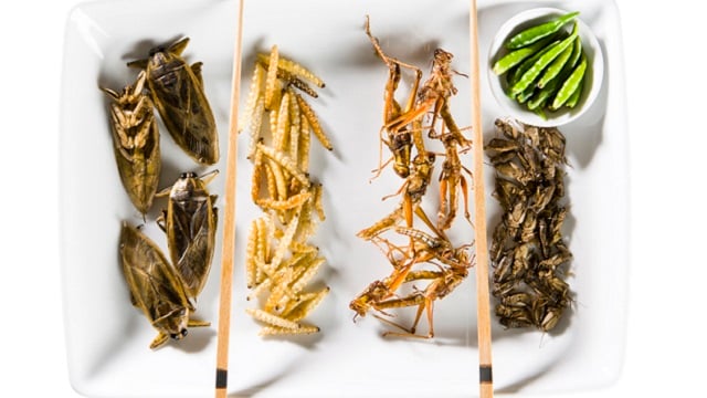 Insects on a plate 640x360.jpg
