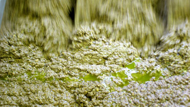 Olive paste preparation.jpg