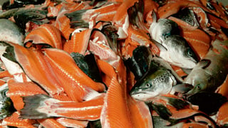 Fish processing_320x180.jpg